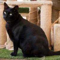 Adopta a Grillo Bombón