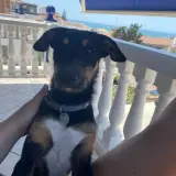 Adopta a Pongo