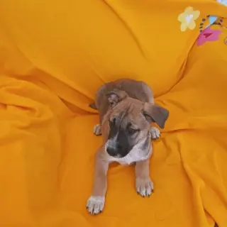 Milo