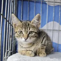 Adopta a Caderlina