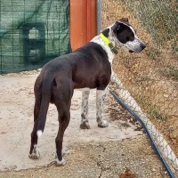 Adopta a Dante