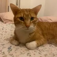 Adopta a Rogelio
