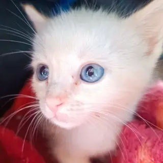 Blanquito Y Siamesa