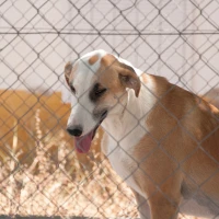 Adopta a Rubio