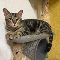 Adopta a Berlin
