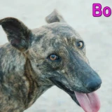 Adopta a Bora