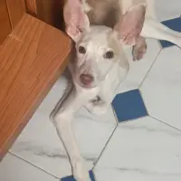Adopta a Luisito