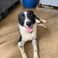Adopta a Leo, Tlf (Whatsapp) 645978718)