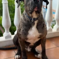 Adopta a Bruno
