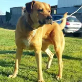 Adopta a Ruso