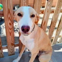 Adopta a Duna