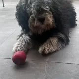 Adopta a Pelu