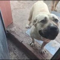 Adopta a Luna