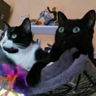 Oreo y Herebo