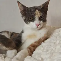 Adopta a Jazmín