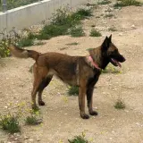 Adopta a Tana