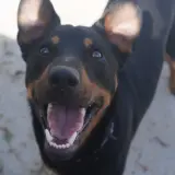 Adopta a Colombo