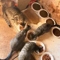 Adopta a Gatitos