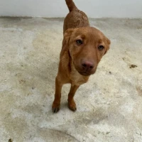 Adopta a Alejandro-- Cachorro, Tlf 645978718