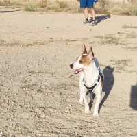 Adopta a Coco