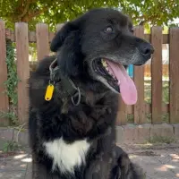 Adopta a Os