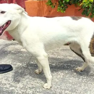 Pinta