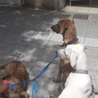 Adopta a Cachorros de Galgo