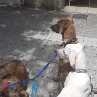 Cachorros de Galgo