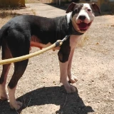 Adopta a Tyson