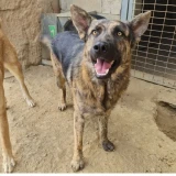 Adopta a Brandon