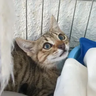Bru