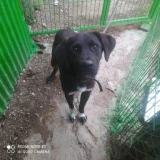 Adopta a Homer