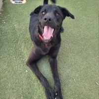 Adopta a Thor