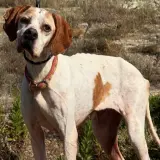 Adopta a Flossie