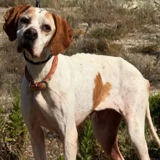 Flossie