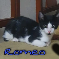 Adopta a Romeo