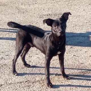 Sirius