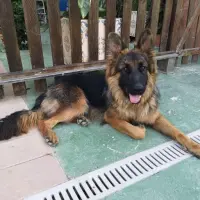 Adopta a Nick