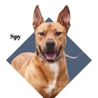 Adopta a Spy