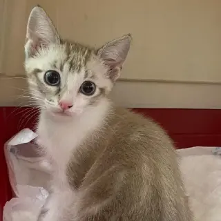 Bella