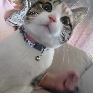 Perla