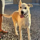 Adopta a Rocky