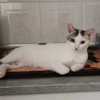 Adopta a Perla