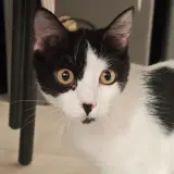 Adopta a Kiki