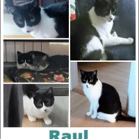 Adopta a Raul