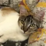 Adopta a Aixa Ch