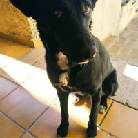 Adopta a Patxi