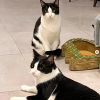 Adopta a Topo Y Cowboy