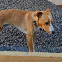 Adopta a Marco Antonio