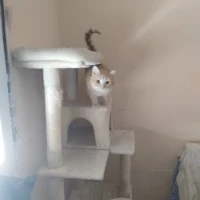 Adopta a Mimosin